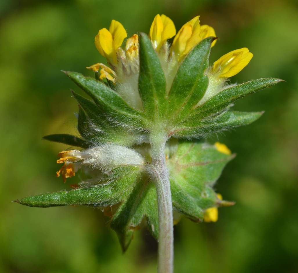 Image of Anthyllis vulneraria specimen.