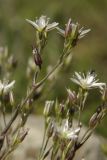 Minuartia adenotricha