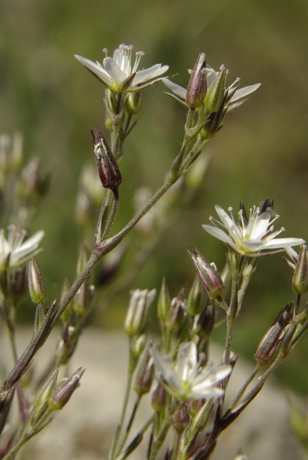 Image of Minuartia adenotricha specimen.