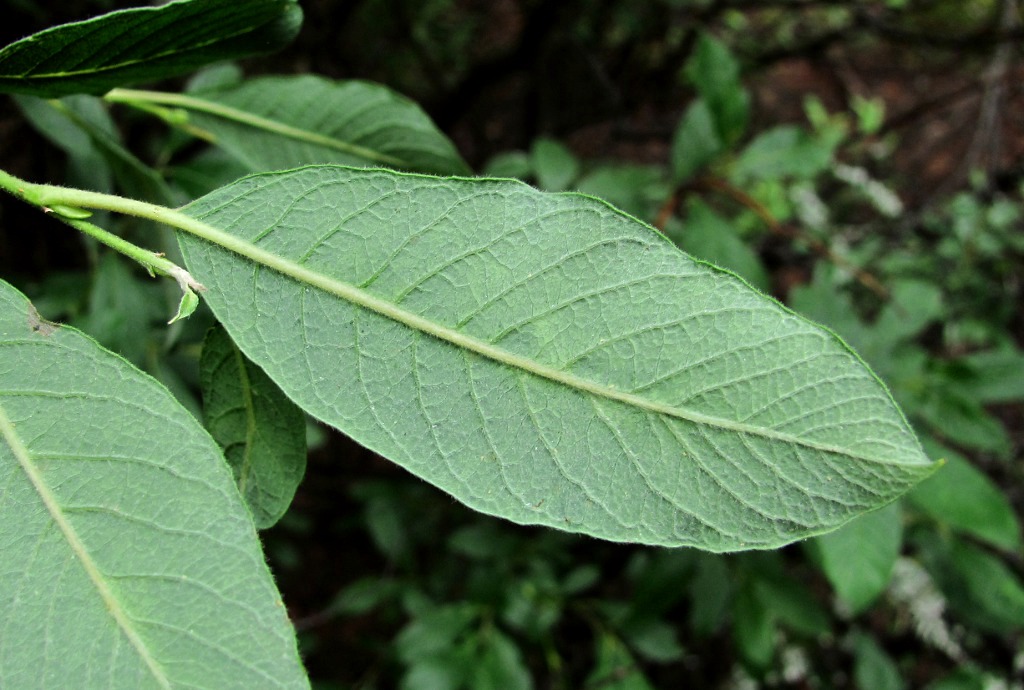 Изображение особи Salix lapponum.