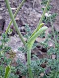 Ferula transiliensis