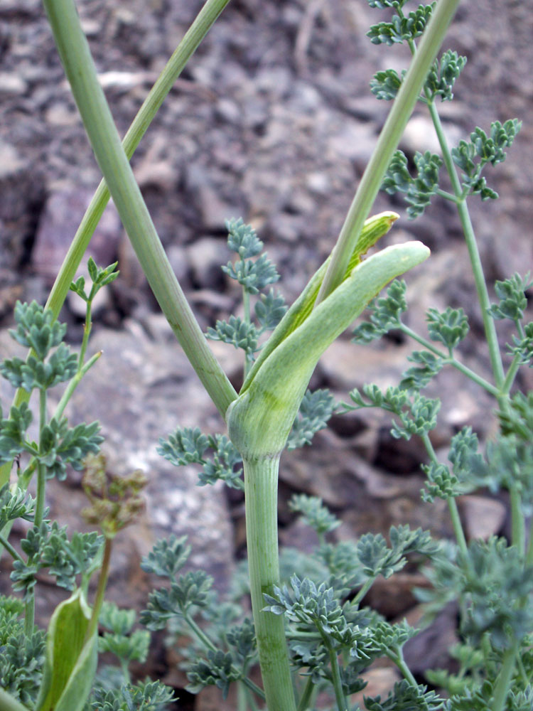 Image of Ferula transiliensis specimen.