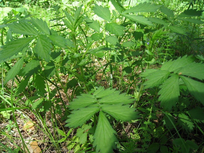 Image of Agrimonia pilosa specimen.