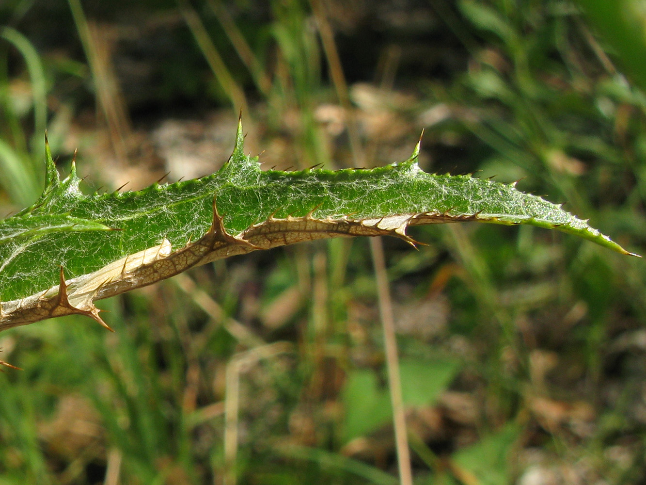 Image of Carlina biebersteinii specimen.