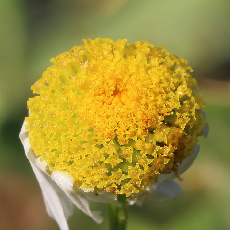 Image of Tripleurospermum inodorum specimen.