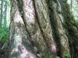 Betula pubescens