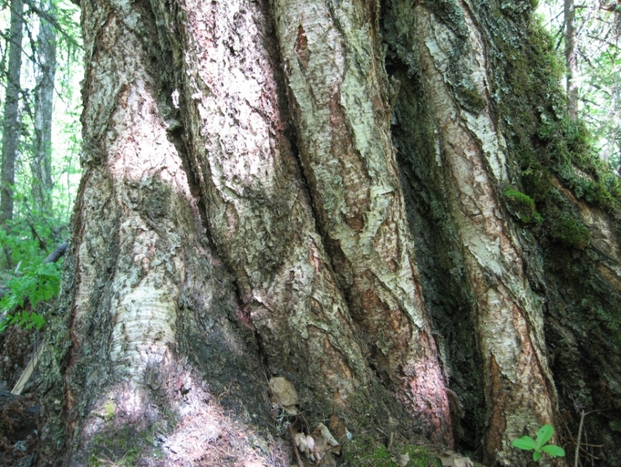 Изображение особи Betula pubescens.