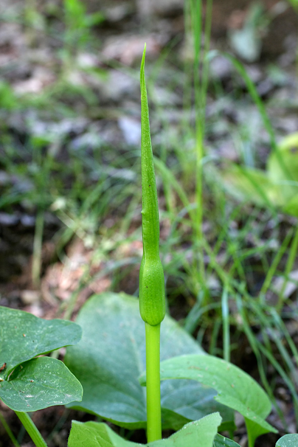 Изображение особи Arum korolkowii.