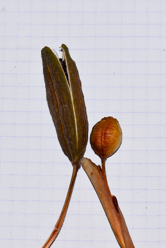 Image of genus Dietes specimen.