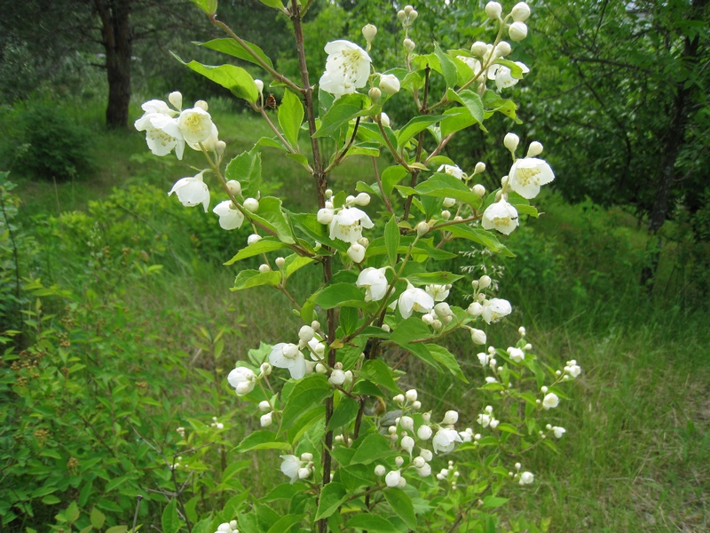 Image of Philadelphus tenuifolius specimen.