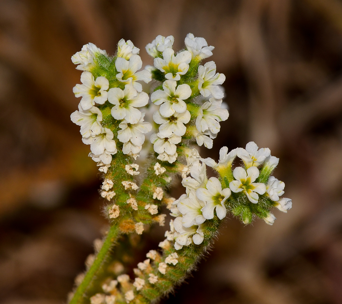 Изображение особи Heliotropium suaveolens.