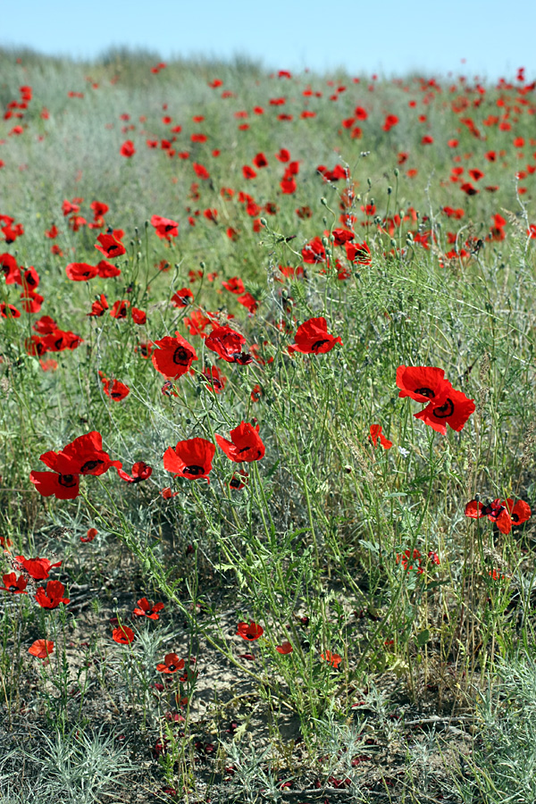 Изображение особи Papaver pavoninum.