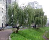 Salix babylonica. Деревья на берегу пруда. Украина, Киев, Южная Борщаговка. 25 октября 2013 г.