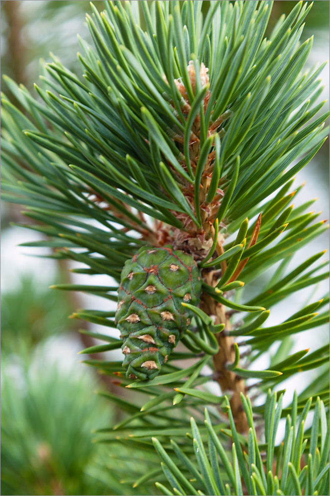 Изображение особи Pinus friesiana.