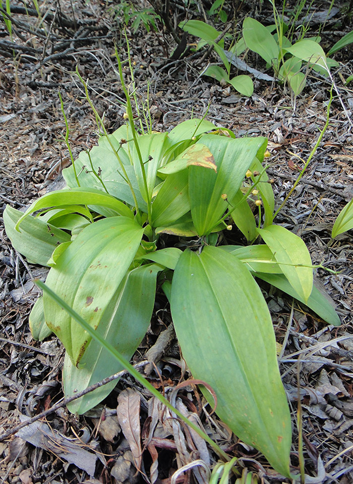 Изображение особи Smilacina trifolia.