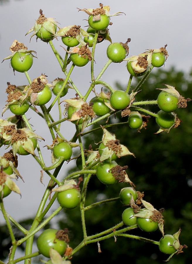 Image of Rosa multiflora specimen.