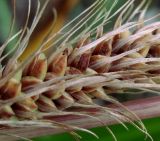 Carex paleacea