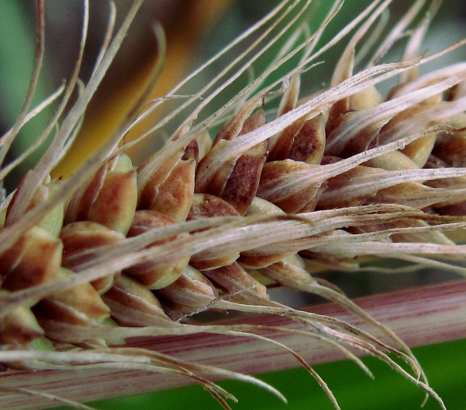 Изображение особи Carex paleacea.