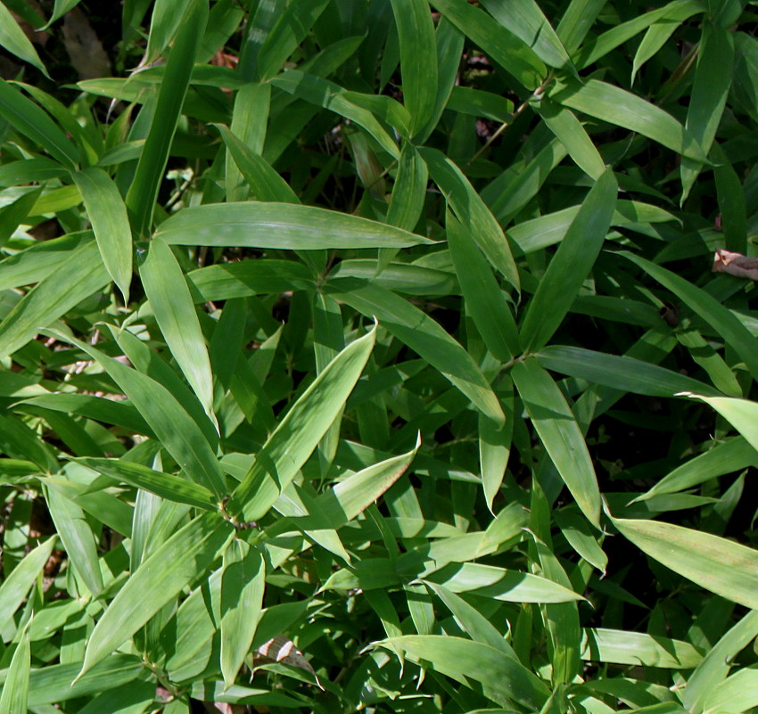 Image of Arundinaria disticha specimen.