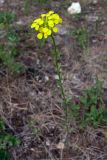 Erysimum hieraciifolium. Верхушка цветущего растения. Свердловская обл., окр. г. Североуральск, поляна, заросшая травой, в р-не скал Грюнвальдта. 17.06.2013.