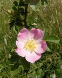 Rosa rubiginosa