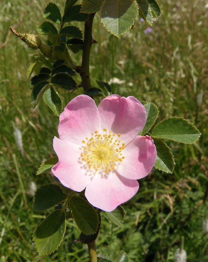 Image of Rosa rubiginosa specimen.