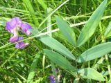 Lathyrus palustris