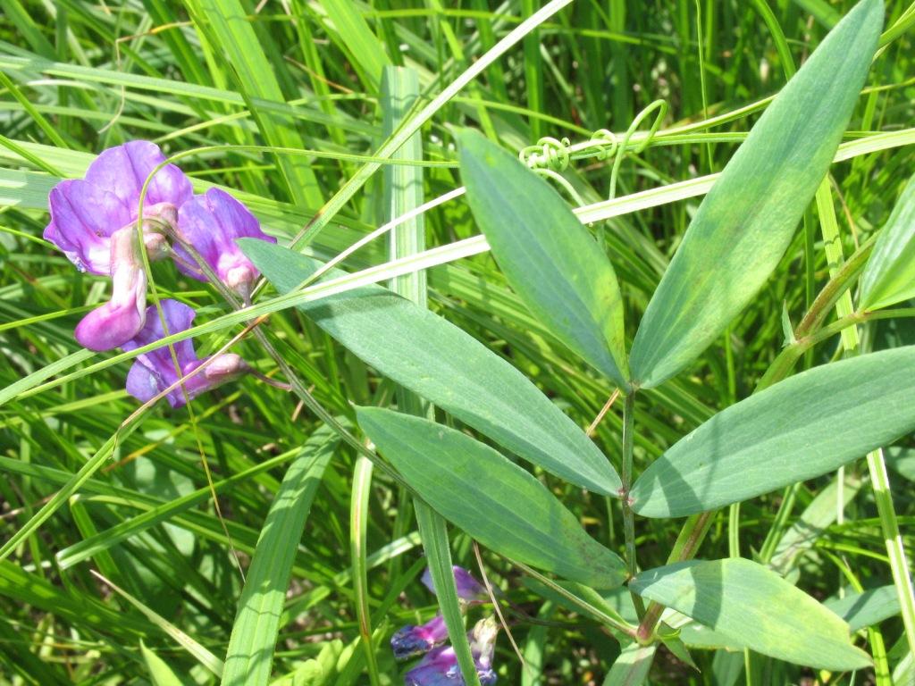 Изображение особи Lathyrus palustris.