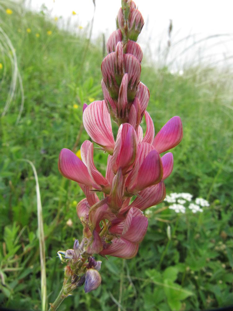 Изображение особи Onobrychis sibirica.