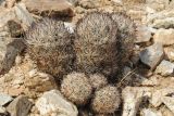 Coryphantha alversonii