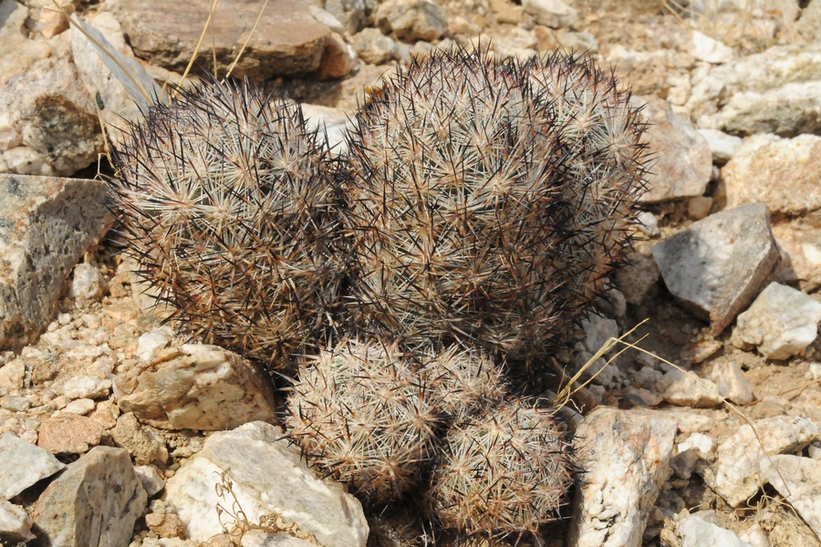 Изображение особи Coryphantha alversonii.