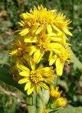 Solidago virgaurea ssp. caucasica