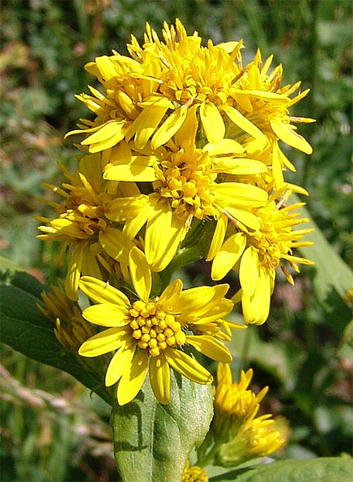 Image of Solidago virgaurea ssp. caucasica specimen.