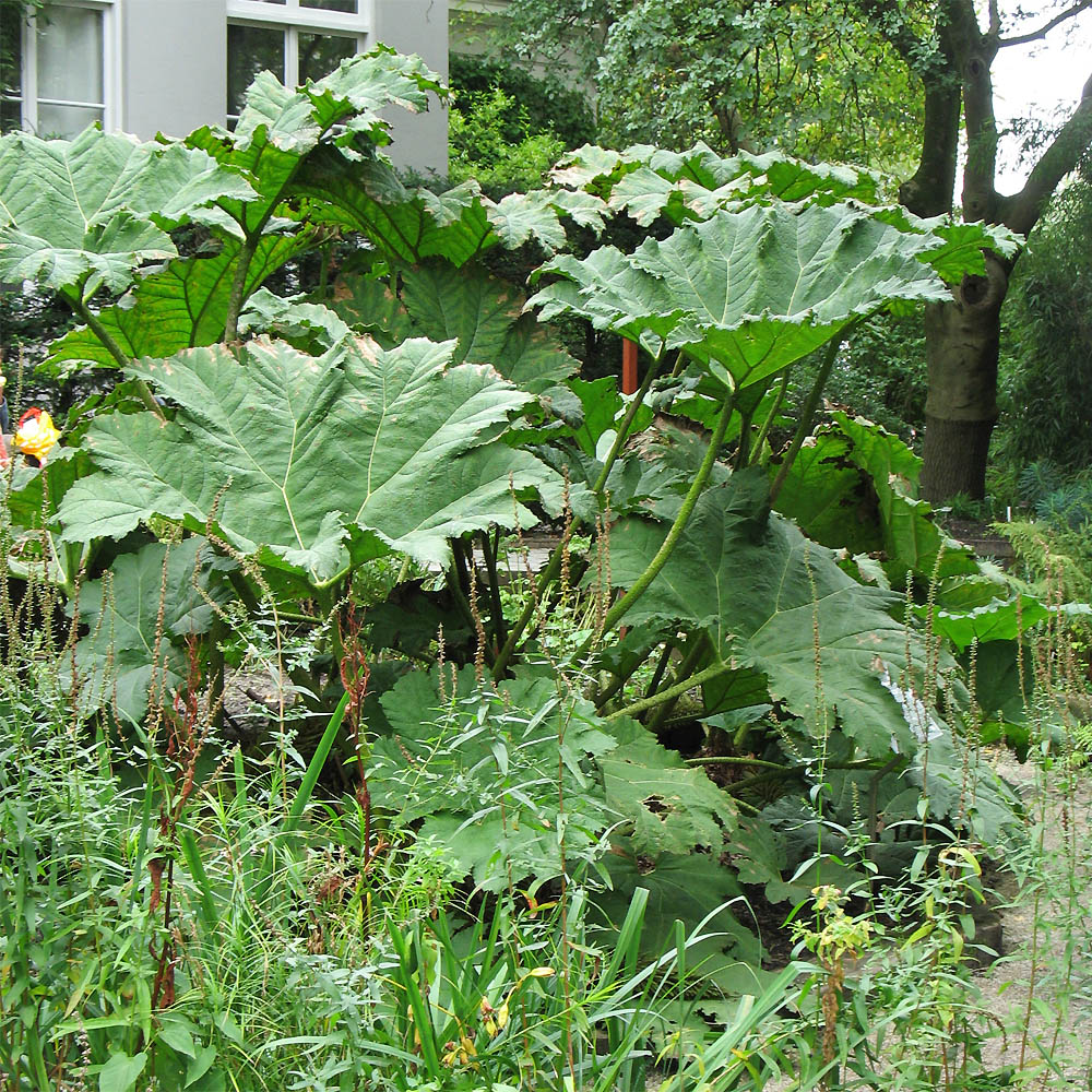 Изображение особи Gunnera tinctoria.