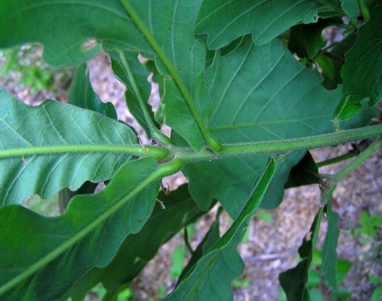 Изображение особи Quercus dentata.