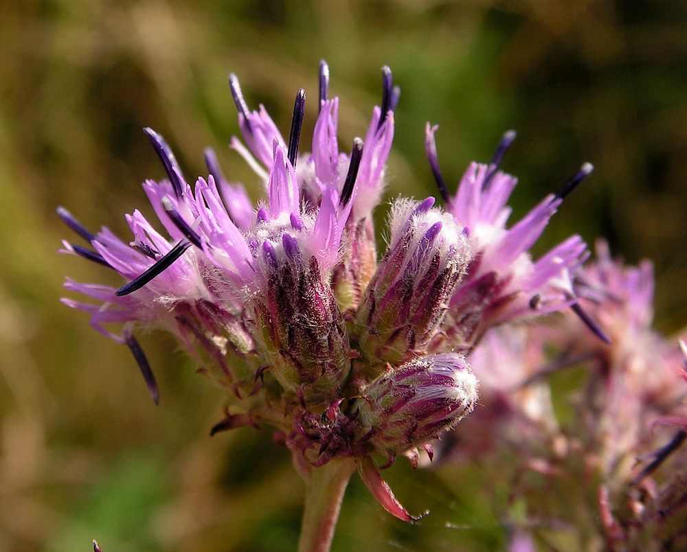Image of Saussurea dubia specimen.