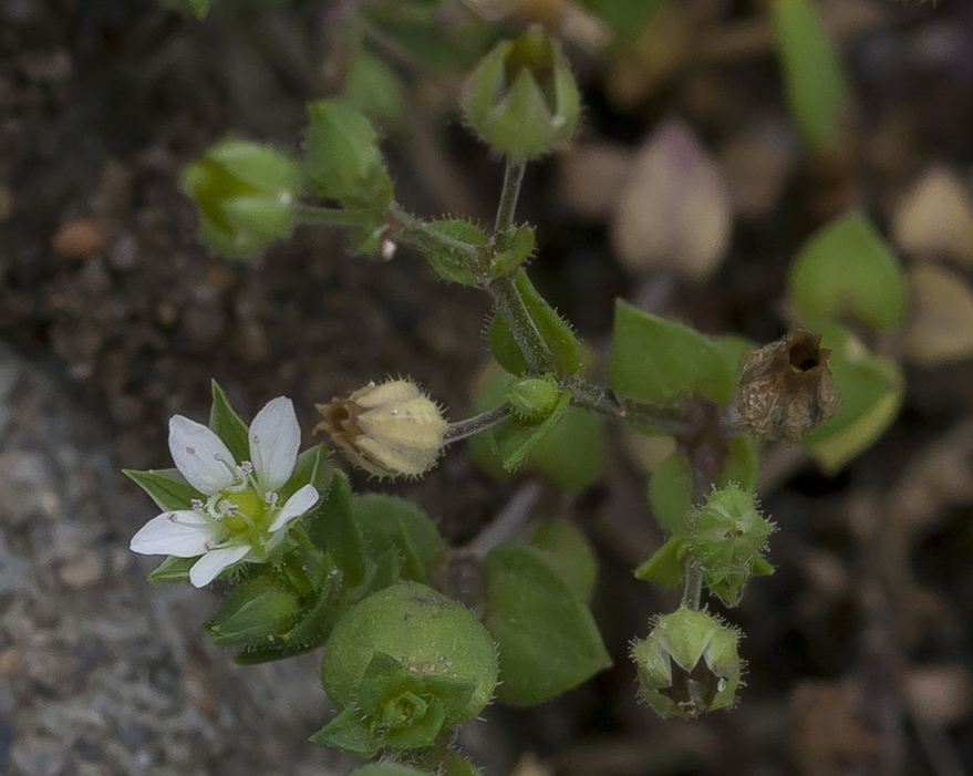 Изображение особи Arenaria uralensis.