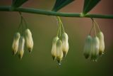Polygonatum multiflorum. Часть стебля с соцветиями и основаниями листьев. Нижегородская обл., Арзамасский р-н, биостанция ННГУ им. Н.И. Лобачевского \"Старая Пустынь\". 24.05.2014.