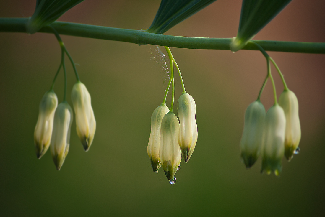 Изображение особи Polygonatum multiflorum.