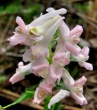 Corydalis solida. Соцветие (розово-белая форма). Архангельская обл., Приморский р-н, луг вблизи р. Ижма. 23.05.2014.