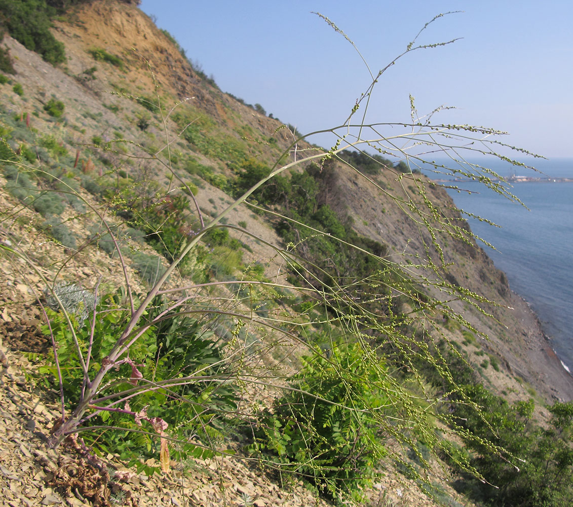 Image of Crambe koktebelica specimen.