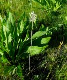 Allium delicatulum