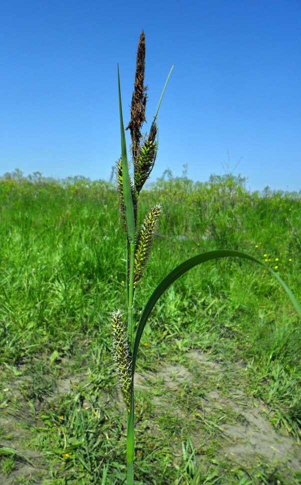 Image of Carex riparia specimen.