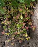 Potentilla humifusa