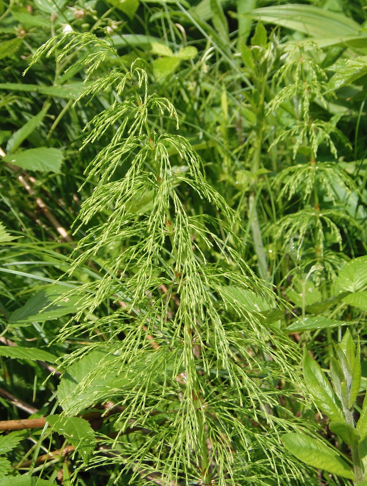 Изображение особи Equisetum sylvaticum.