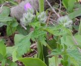 род Geranium