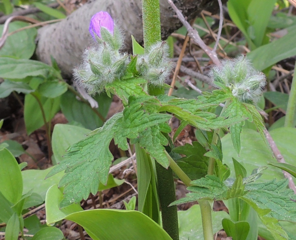 Изображение особи род Geranium.