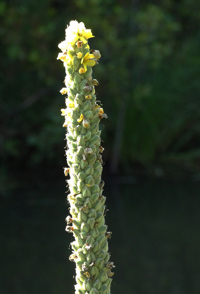 Изображение особи Verbascum thapsus.