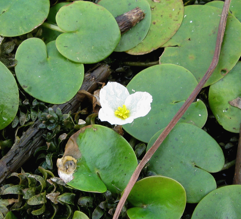 Изображение особи Hydrocharis morsus-ranae.