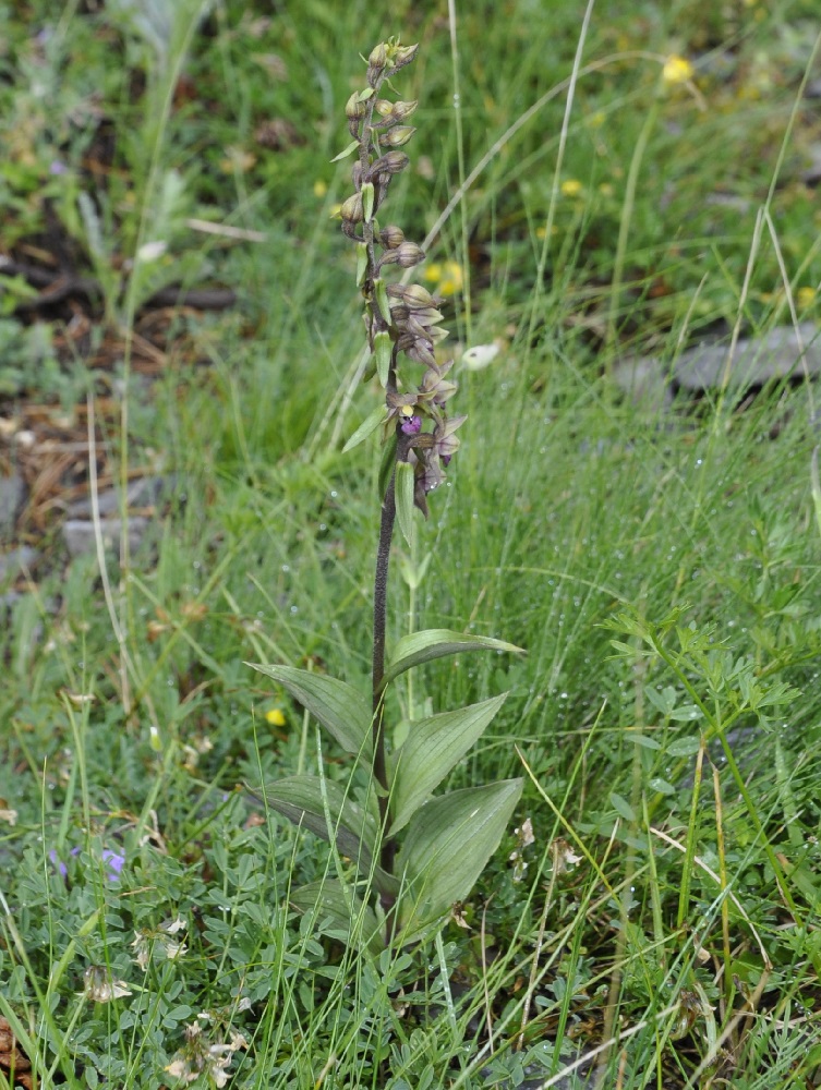 Image of Epipactis × schmalhausenii specimen.